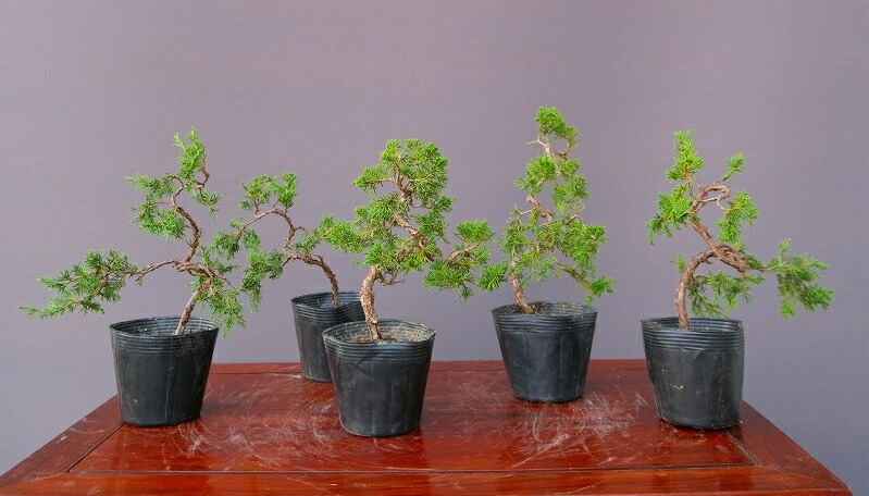 糸魚川真柏」の人気商品一覧 | 安い商品を通販サイトから探す - 価格.com