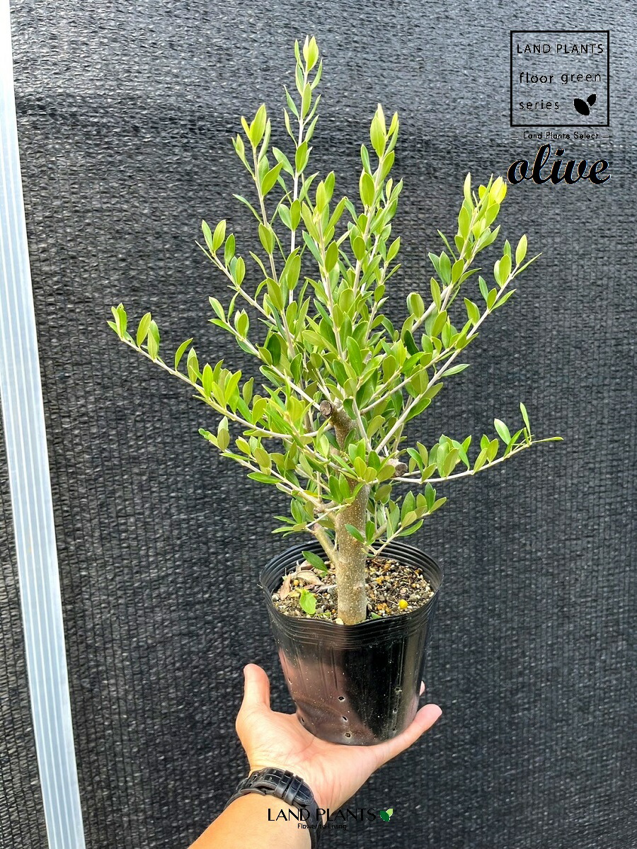 斑入りオリーブ苗 ③ 斑入りオリーブ苗 斑入りオリーブ苗 ③ 斑入り