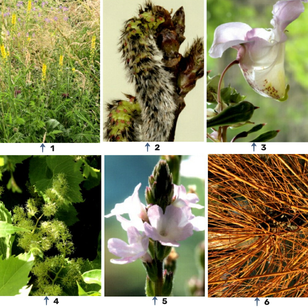 楽天市場】Healing Herbs ヒーリングハーブス #1~38 5フラワー 39種類