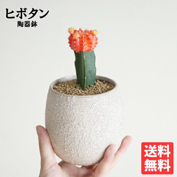 楽天市場】【緋牡丹 サボテン 4個セット 】☆ ヒボタン 接ぎ木 子株