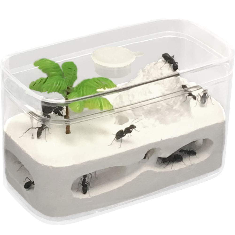 楽天市場】アリ飼育キット 石膏製巣箱 アリ観察キット アリ城 アリ飼育