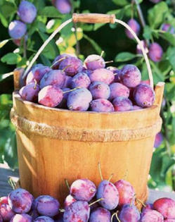 楽天市場】プルーン 『 シュガープルーン 』 セイヨウスモモ 15cm