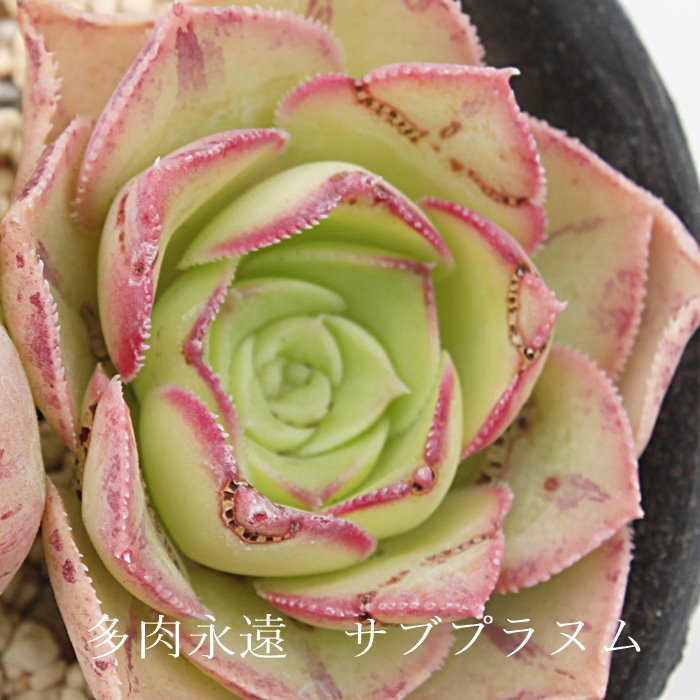 楽天市場】サブプラヌム アエオニウム Mサイズ 5.5cmポット 多肉植物