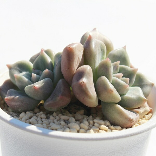 激レア@4780】ヴァルキュリートランペット(コブエケ)大苗 激レア@4780