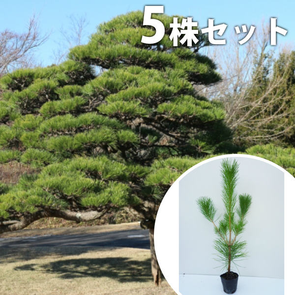 植木 シンボルツリー 松」の人気商品一覧 | 安い商品を通販サイトから
