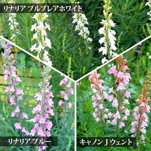 楽天市場】花苗 春 多年草 宿根草 花 リナリア プルプレア 3種より選択