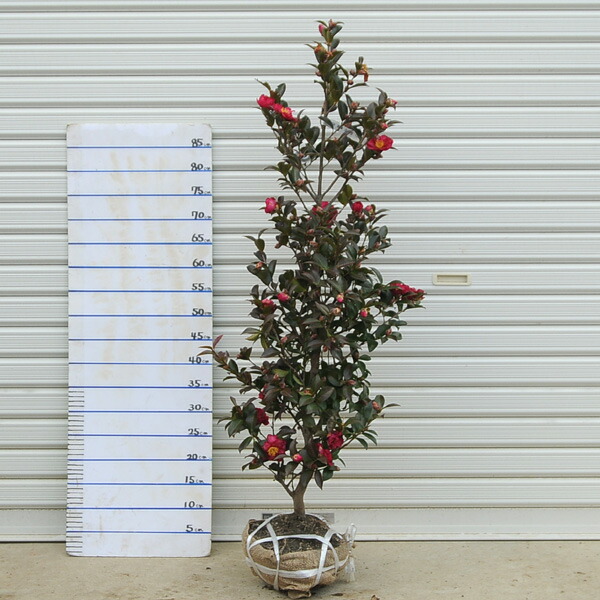 楽天市場】庭木：立寒椿（たちかんつばき）（勘次郎）サザンカ/かん