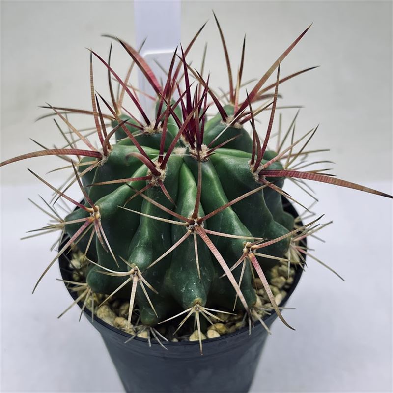 楽天市場】サボテン：フェロカクタス 赤鳳 実生*幅7cm : 遊恵盆栽