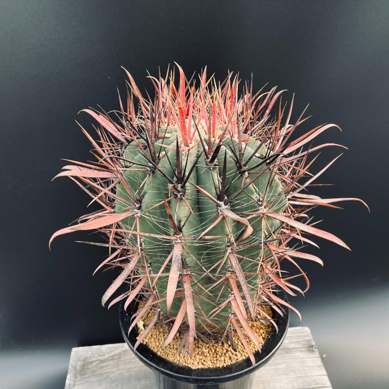 フェロカクタス金冠竜◇多肉サボテン アガベ ユッカ ハオルチア アロエ