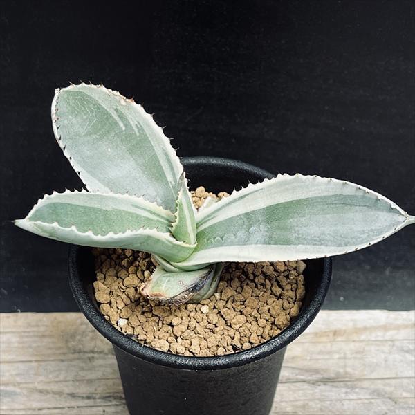 楽天市場】多肉植物：アガベ ジプソフィラ錦 アイボリーカール*S 幅