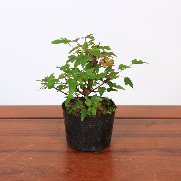 楽天市場】盆栽苗：美濃楓（みのかえで）*カエデ 八房楓 : 遊恵盆栽