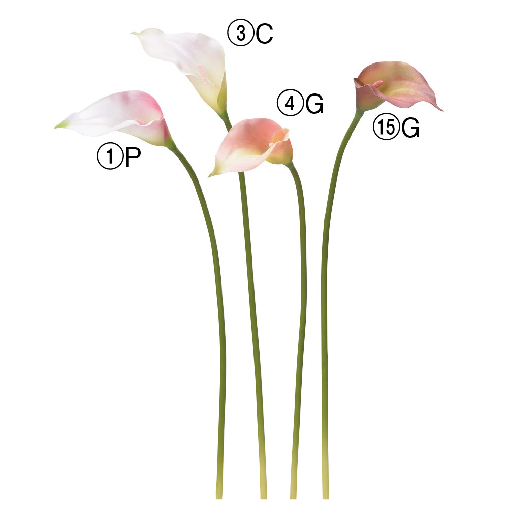 クリスマスローズ×2つぼみ×1｜商品案内｜株式会社アスカ商会