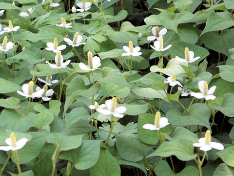 ドクダミ (Houttuynia cordata)