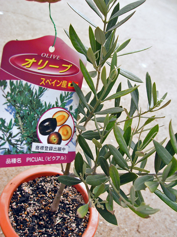 オリーブの木 品種の特徴・解説