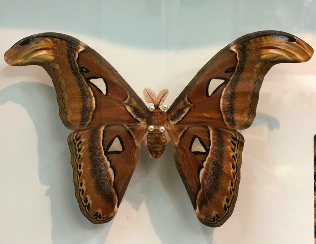 世界最大級の蛾は日本にいる！『あつまれ どうぶつの森』に登場する