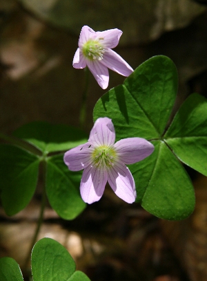 四季の山野草（コミヤマカタバミ）