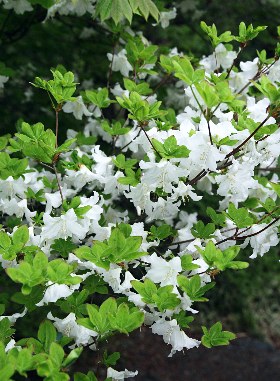 四季の山野草（シロヤシオ）
