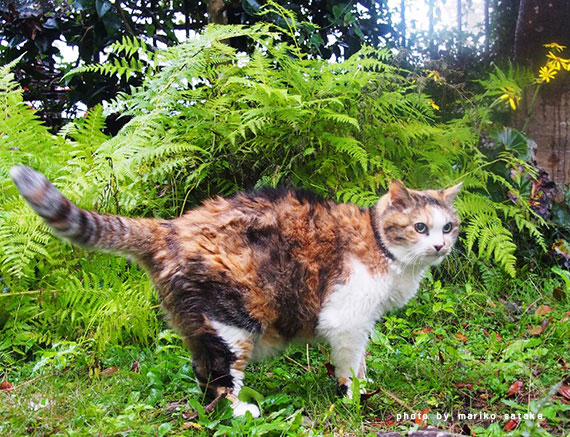 里山の三毛猫・キクとミケタ│フェリシモ猫部