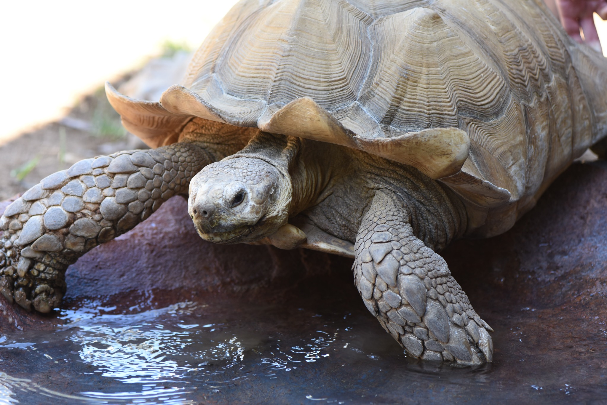 African Spurred Tortoise | Sacramento Zoo