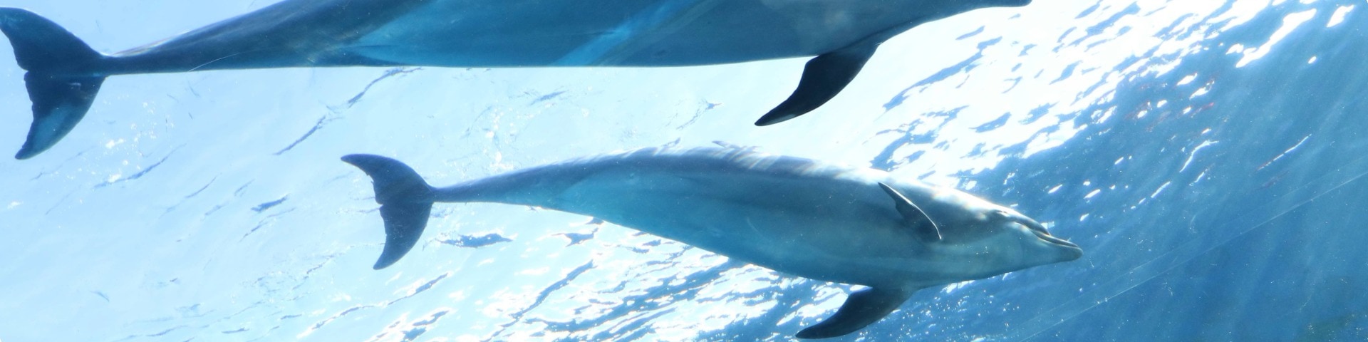 アクアリゾーツ｜横浜・八景島シーパラダイス - YOKOHAMA HAKKEIJIMA