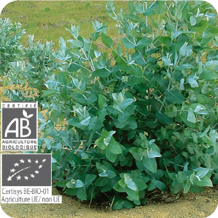 ユーカリ・グロブルス – プラナロム エッセンシャルオイル・精油｜健草