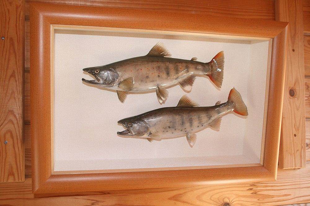 魚類剥製工房＜リアルアート岩井＞