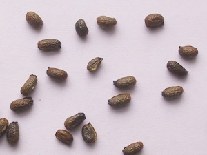 クリスマスローズ 初心者のための種からのやさしい育て方