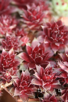 紅牡丹、べにぼたん,センペルビウム属,紅牡丹の通販,紅牡丹販売,紅牡丹