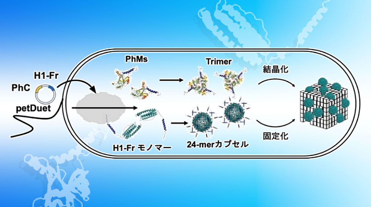 細胞内で分子カプセルとサイコロ状タンパク質結晶を融合 タンパク質