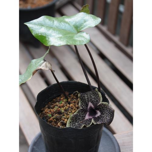 やましち山野草店 / カンアオイ デラバイ 9cmポット苗