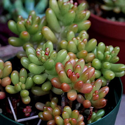 ニジノタマ（虹の玉：セダム）の育て方｜ヤサシイエンゲイ