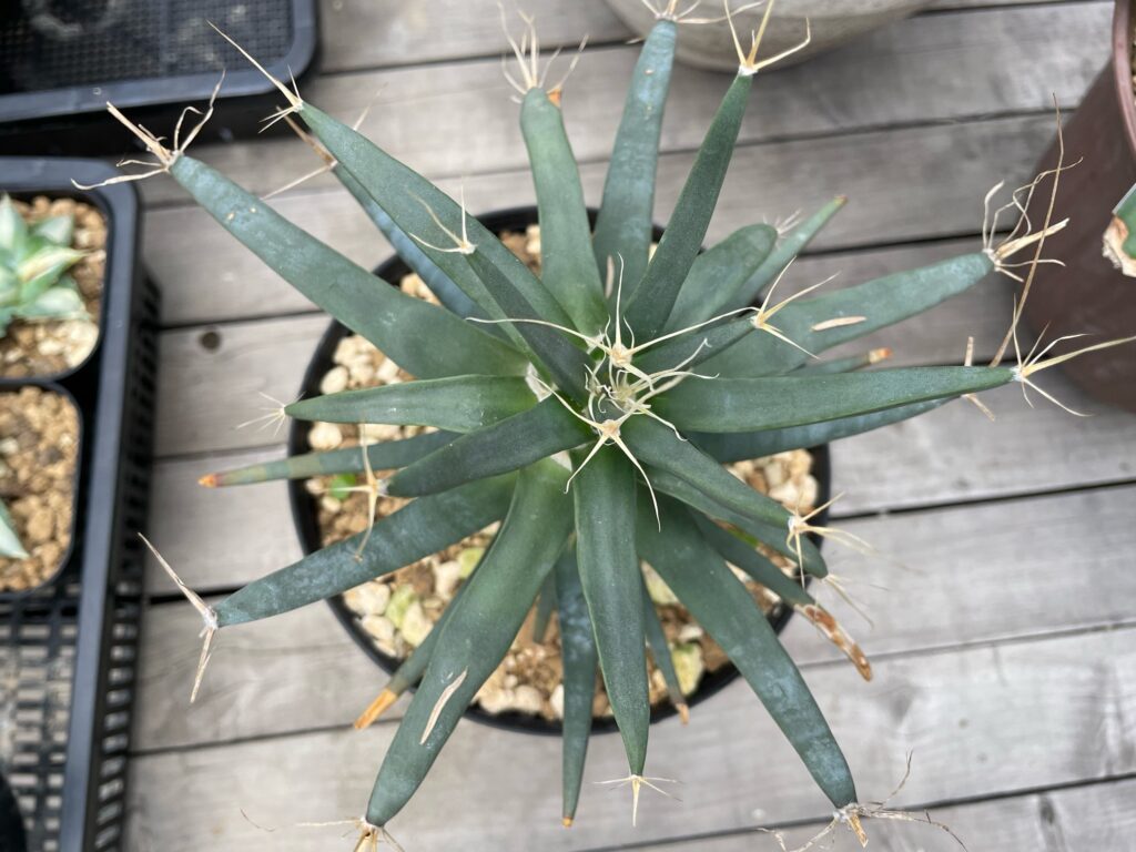 レウクテンベルギア・プリンキピス（晃山）の育て方‐おーきっどblog