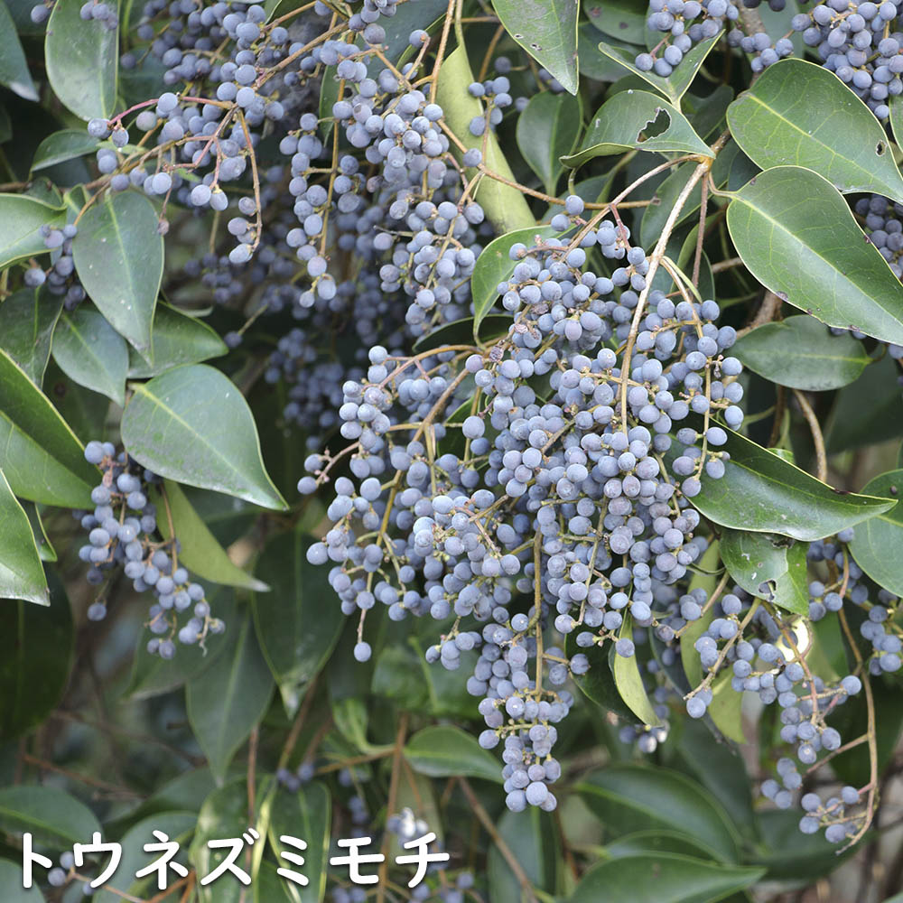 トウネズミモチ 苗木 販売 トオヤマグリーン