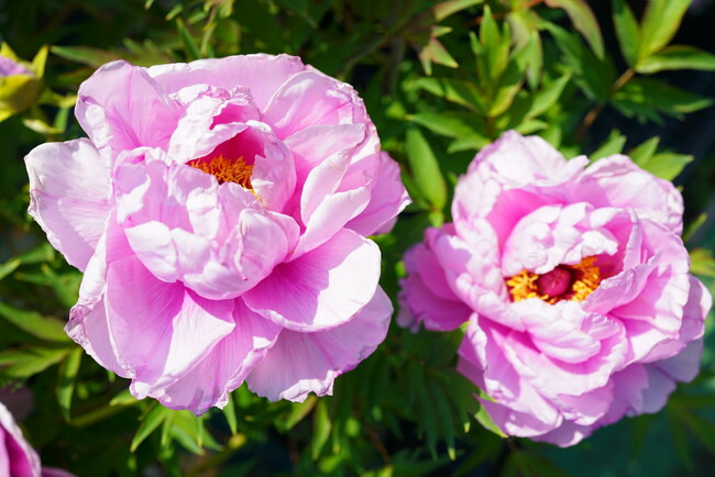 牡丹 社 苗 販売 苗木部 By 花ひろばオンライン