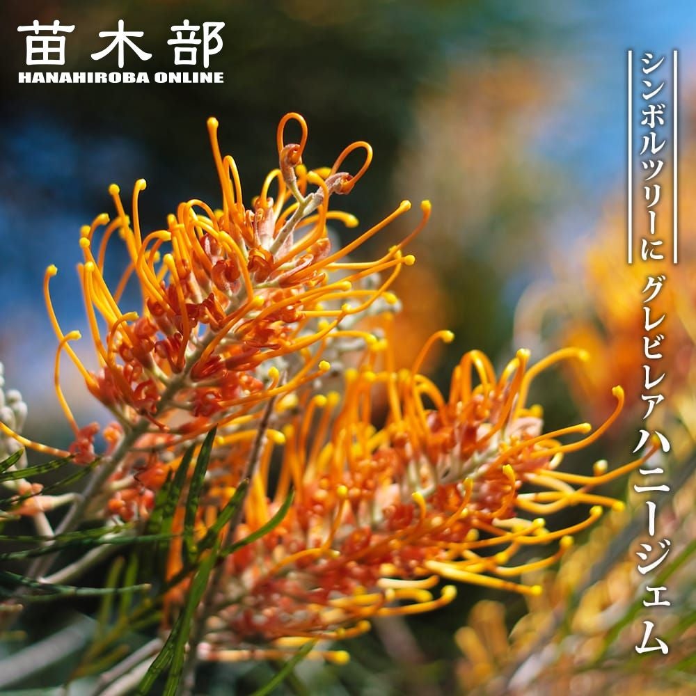 グレビレア・リューカデンドロン | 苗木部 本店 By 花ひろばオンライン