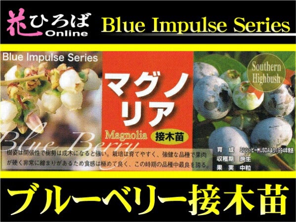 マグノリア サザンハイブッシュ系 ブルーベリー 苗 おすすめ 苗木部