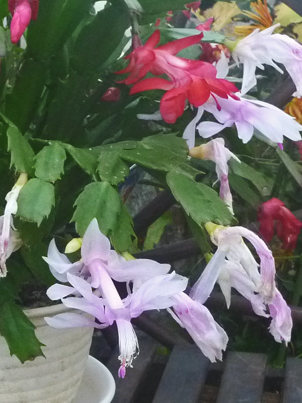 シャコバサボテン (デンマークカクタス) - 【植物図鑑】 花の名前を