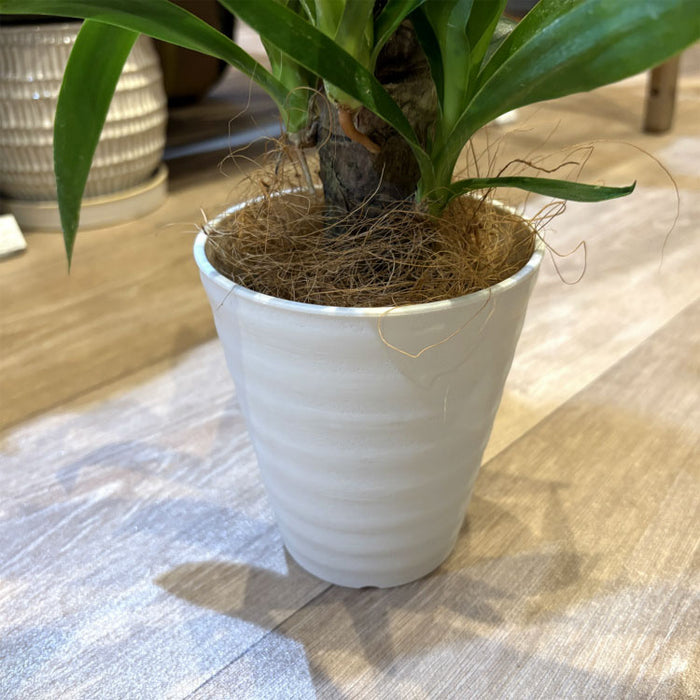 ユッカ エレファンティペス 4号 – 鉢人