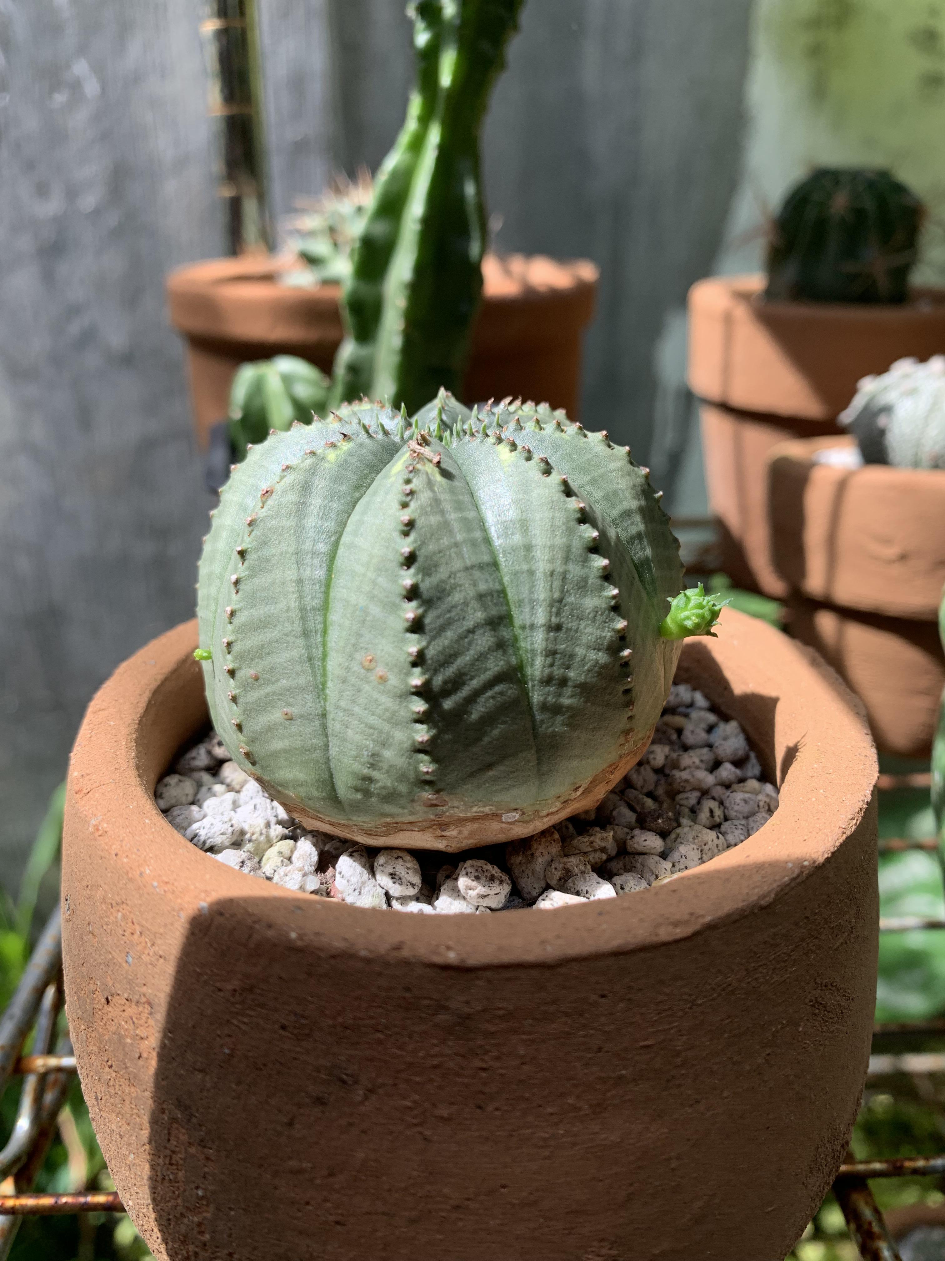 私のユーフォルビア・オベサが子株を出してる : r/succulents