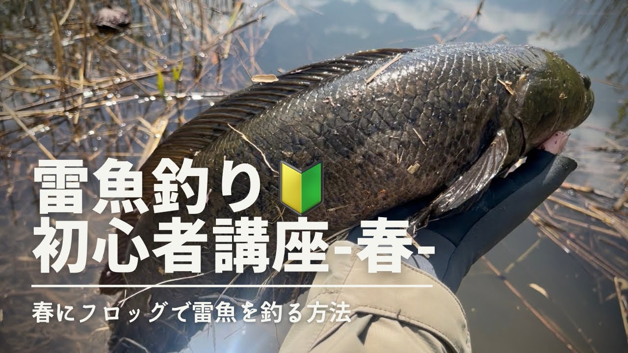 Snakehead Fishing] If you look, you can catch it! Spring snakehead