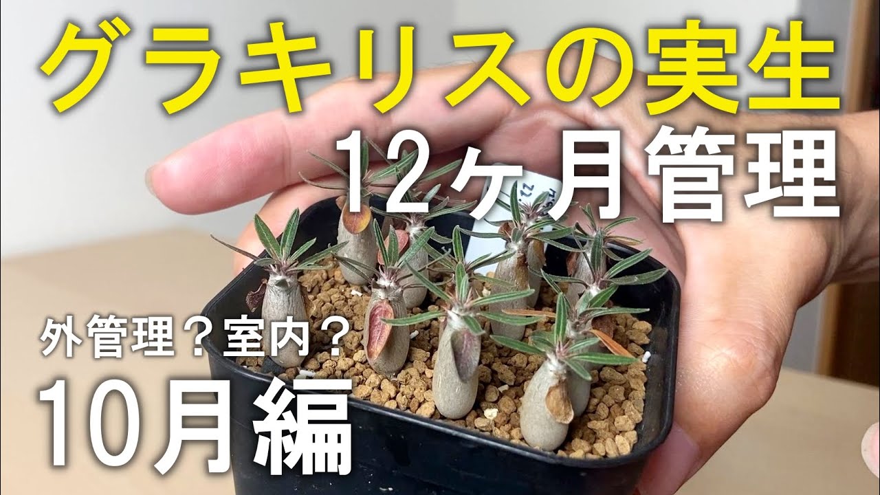 October Edition] How to grow Gracilis seedlings in their first