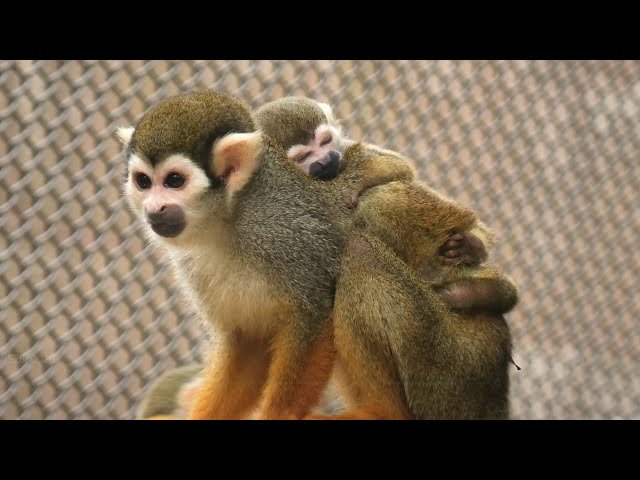 Squirrel monkey Paradise (TOBU ZOO, Saitama, Japan) September 18