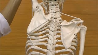 フランク・可動性改良型骨格モデル，吊り下げ型スタンド仕様 | 日本