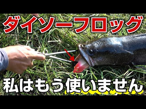 実釣】ライギョ釣り業界の革命児ダイソーフロッグ。普通に雷魚釣れます