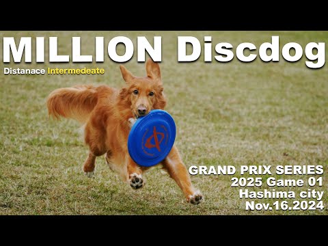 久しぶりの競技で頼もしいピコでした♪ ＠MILLION@羽島 Nov.16.2024