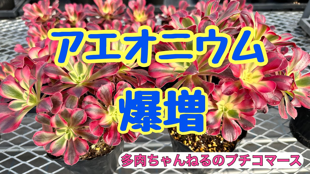 多肉植物】アエオニウム ❣️メデューサを爆増させる😆 - YouTube
