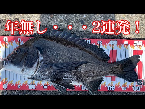 落とし込み チヌ 黒鯛bj85＜2-3＞ 落とし込み チヌ 黒鯛bj85＜2-3＞