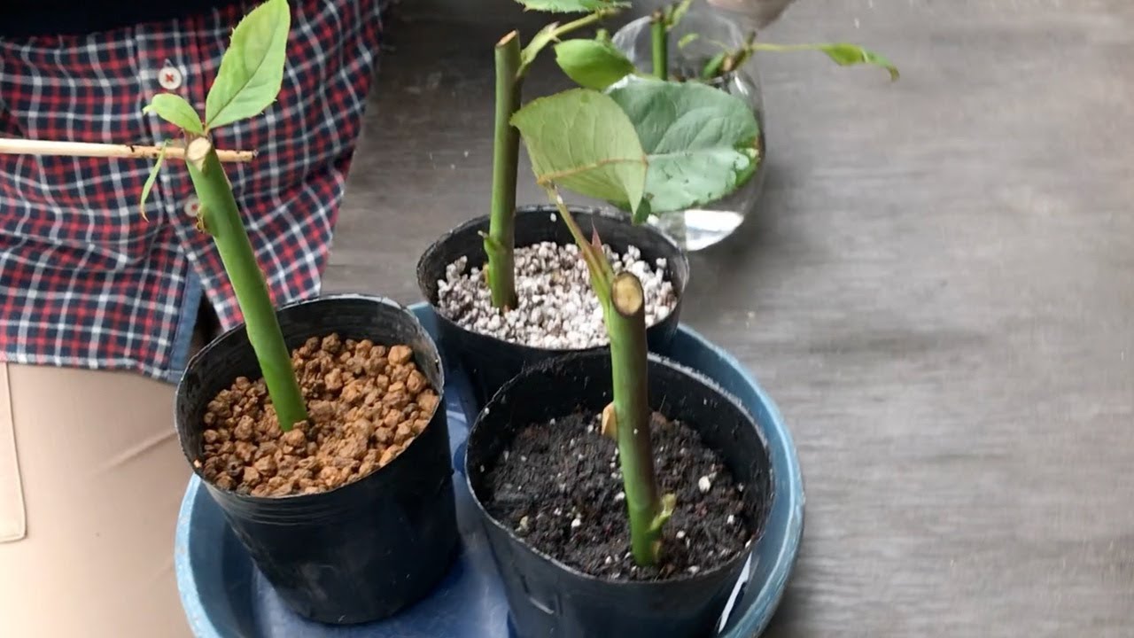 My first attempt at rose cuttings: I tried them in three different