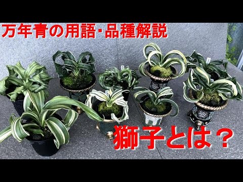 万年青の獅子とは？】獅子とはどんな芸？代表品種は？花や実はつくの