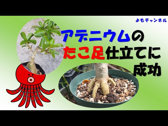 アデニウムのタコ足仕立てに成功 - YouTube